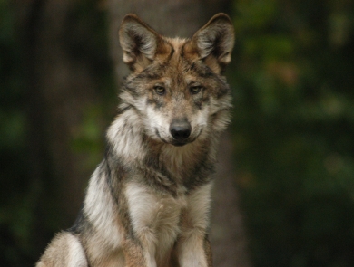 Mexican wolf looking directly at viewer against wooded and dim backdrop